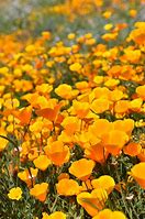 Image result for Wildflower Cases Wallpaper