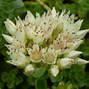 Image result for Sedum (L) spurium Album Superbum