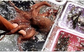 Image result for Octopus Cutting