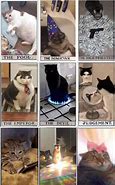 Image result for Mood Cat Meme Funny