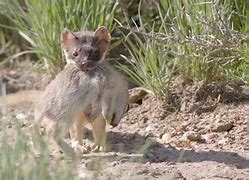 Image result for Weasel Eating a Prairie Dog