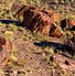 Image result for Petrified Tree Trunk