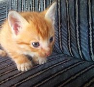 Image result for Cute Fluffy Kittens