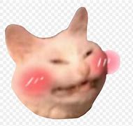 Image result for Happy Cat Discord Emoji