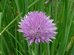 Image result for Wild Chives