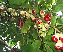 Image result for Mountain Apple Fruit