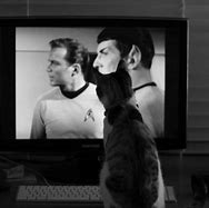 Image result for Star Trek Cat Meme