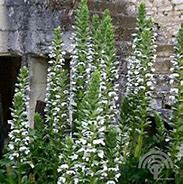 Image result for ACANTHUS JEFF ALBUS
