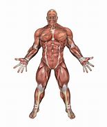 Image result for Muscle Singlet Men