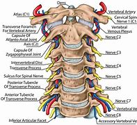 Image result for Cervical Spine C5 C6 C7