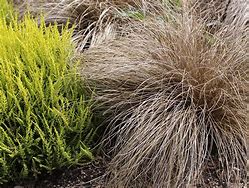 Image result for Carex comans Kupferflamme