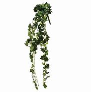 Image result for Drawings of Ivy Vines
