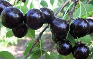 Bildergebnis für Prunus avium Abesse de Mouland