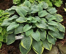 Image result for Hosta Secret Love