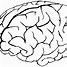 Image result for Brain Giphy