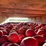 Image result for New Zealand Royal Gala Apple