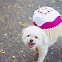 Image result for Homemade Dog Costume Ideas