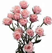 Image result for Pink Spray Roses
