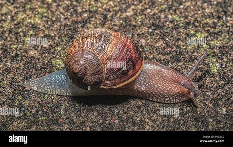 Image result for Snail Shell Drawing Color