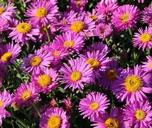 Image result for Aster alpinus Happy End