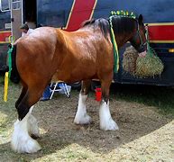 Image result for Clydesdale Unicorn Meme