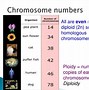 Image result for When Is Crossing Over in Meiosis