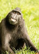 Image result for Funny Animals Smiling