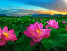 Image result for 4K Lotus Flower Wallpaper Pink
