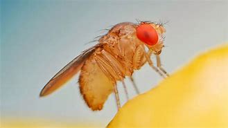 Image result for Baby Fruit Flies