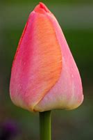 Tulipa Royal Pride എന്നതിനുള്ള ഇമേജ് ഫലം