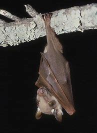 Image result for Largest Bat Ever Recorded