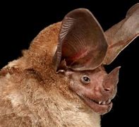 Image result for Funny Bats Animals