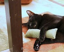 Image result for catnip mouse toy