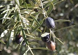Image result for aceitunaro