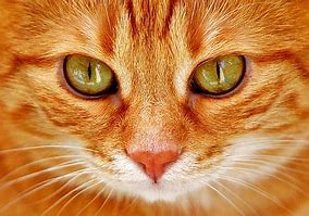 Image result for Funny Orange Tabby Cats