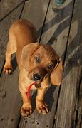 Image result for Redbone Coonhound Puppies