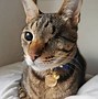 Image result for Cat Ball Toy Natural