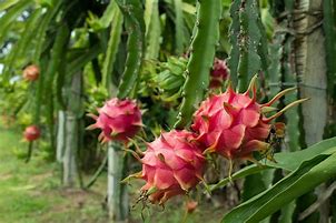 Image result for Dragon Fruit On Cactus