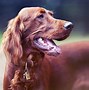 Image result for Irish Dogs Folklore