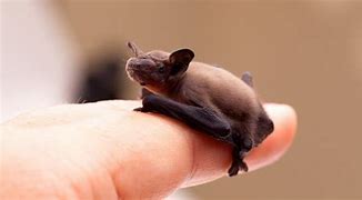 Image result for Little Brown Bat Baby