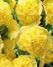 Image result for Alcea rosea double yellow