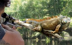 Image result for Iguana Hunter