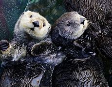 Image result for Sea Otter Aquarium