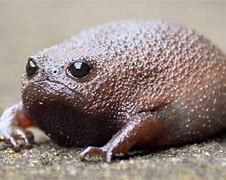 Image result for Squeak Frog