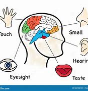 Image result for The Five Senses as Body Parts