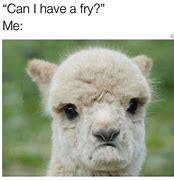 Image result for OH Hello There Llama Meme
