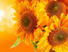 Image result for Downloadable Sunflower Screensaver