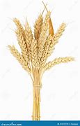 Image result for Bundle of Grain Print Out