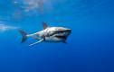 Image result for Great White Wallpaper