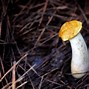 Image result for African Mushrooms